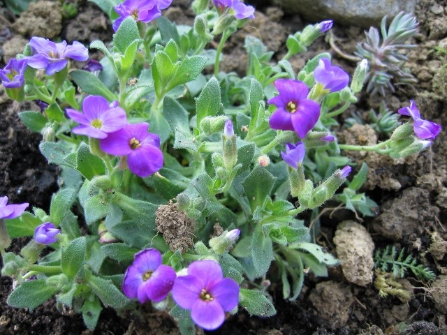Aubrieta
